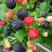 黑树莓苗2年苗当年结果甜度大高产成活率高