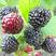 黑树莓苗2年苗当年结果甜度大高产成活率高