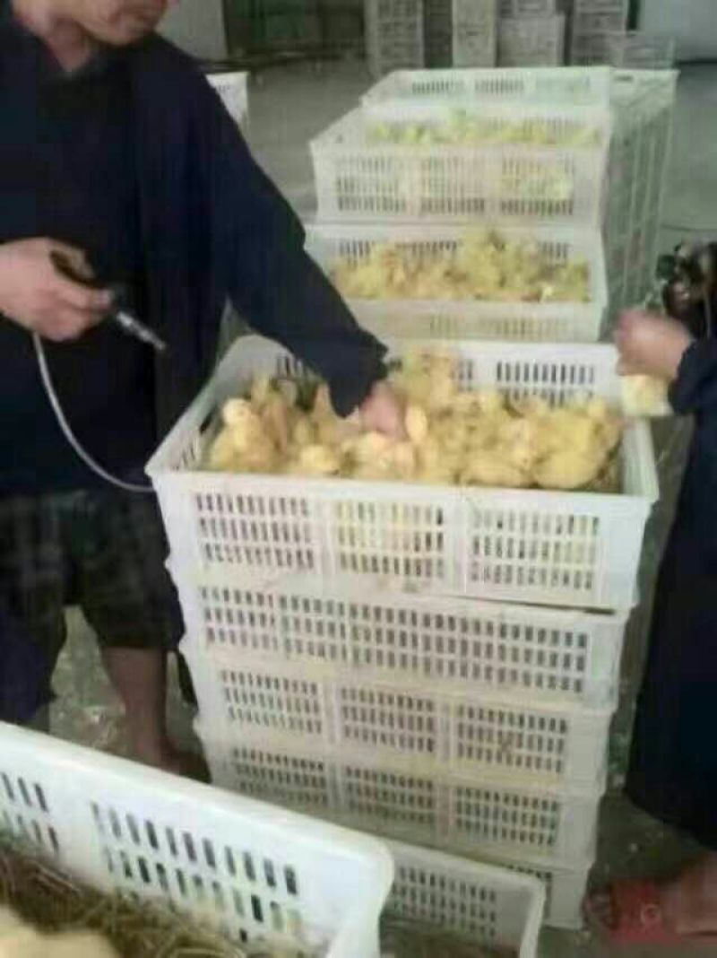 白鹅苗0.5斤以下