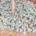三七苗10~20cm