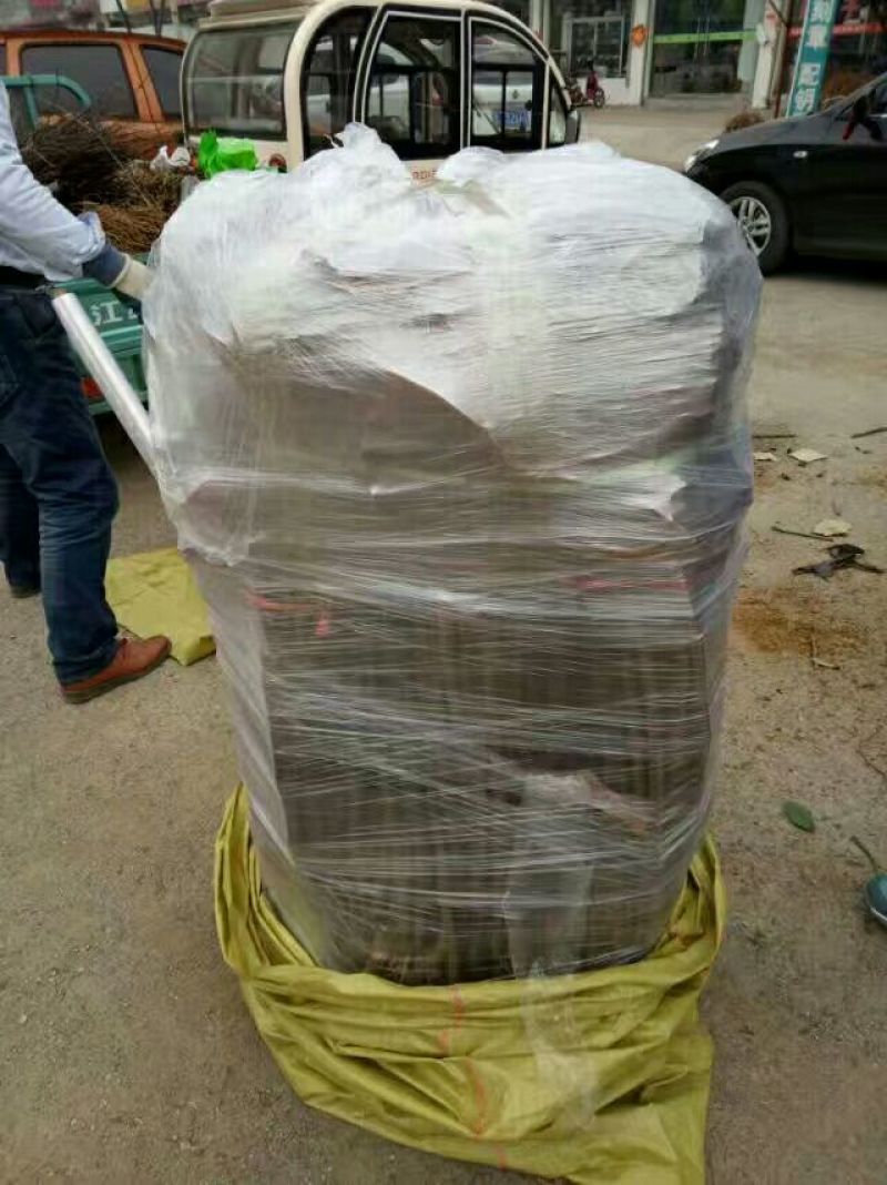 苗圃现挖无花果苗波姬红金奥芬布兰瑞克包纯免费指导