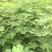 苗圃现挖无花果苗波姬红金奥芬布兰瑞克包纯免费指导