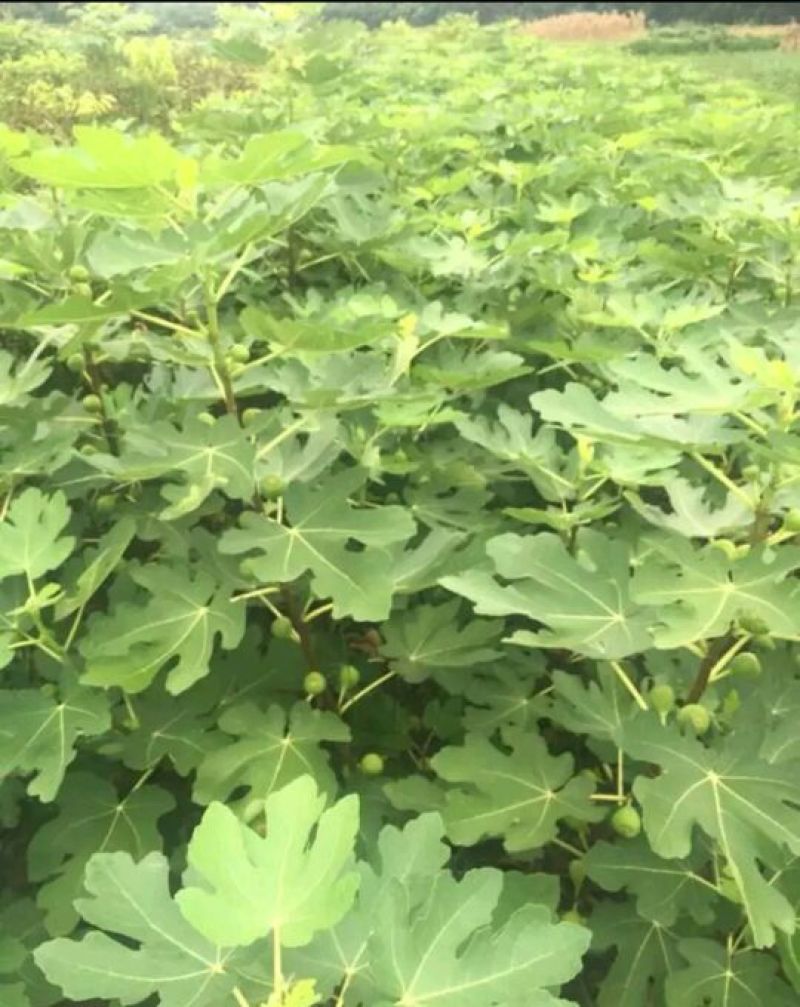 苗圃现挖无花果苗波姬红金奥芬布兰瑞克包纯免费指导
