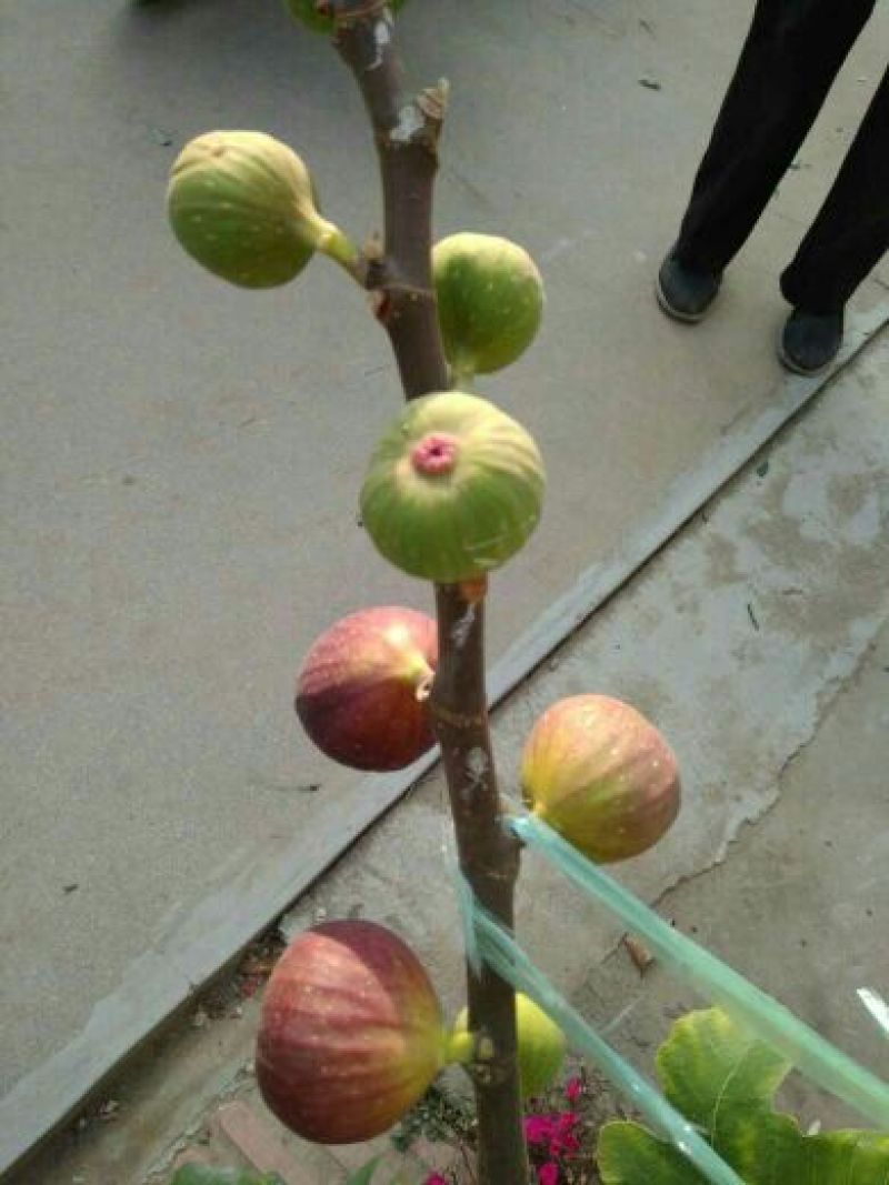 苗圃现挖无花果苗波姬红金奥芬布兰瑞克包纯免费指导