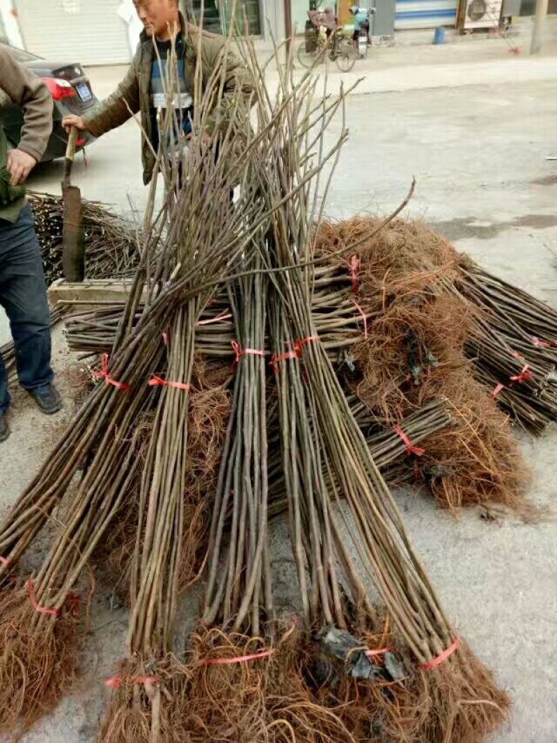 苗圃现挖无花果苗波姬红金奥芬布兰瑞克包纯免费指导