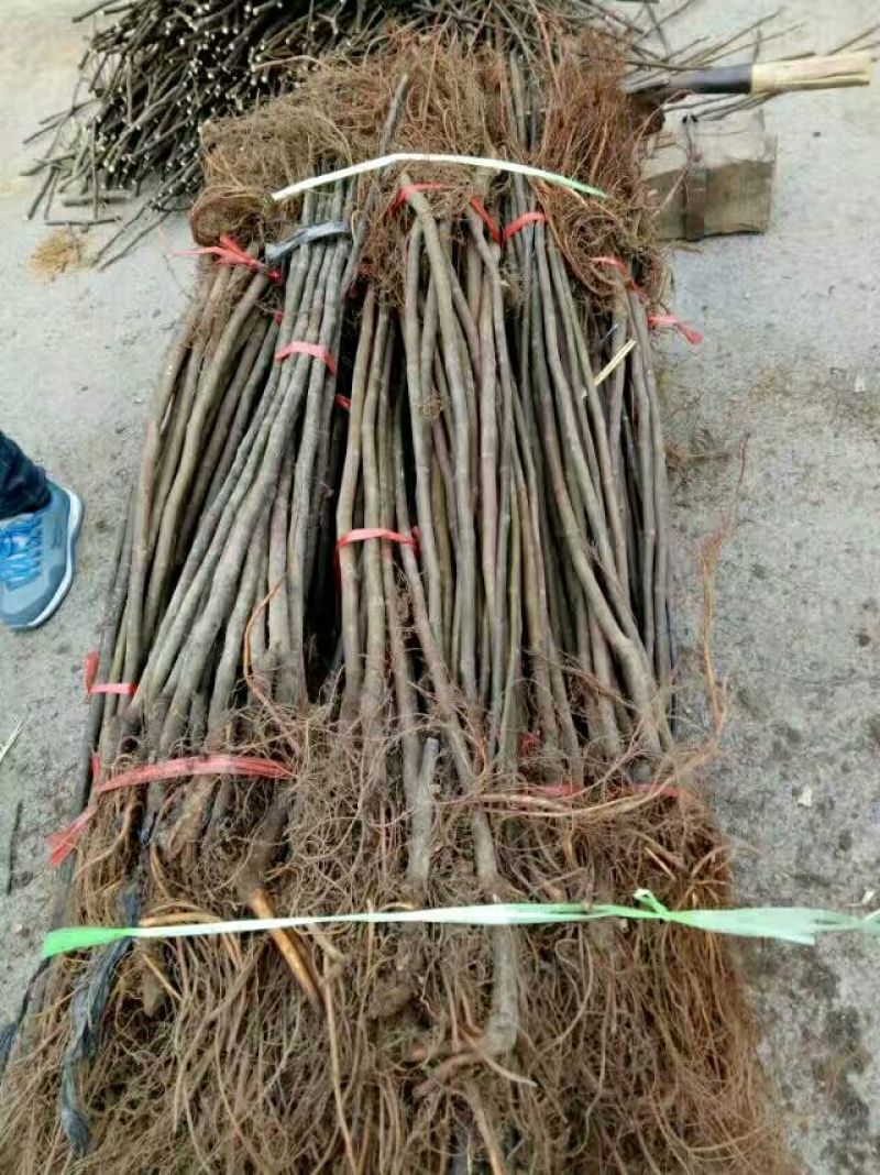 苗圃现挖无花果苗波姬红金奥芬布兰瑞克包纯免费指导
