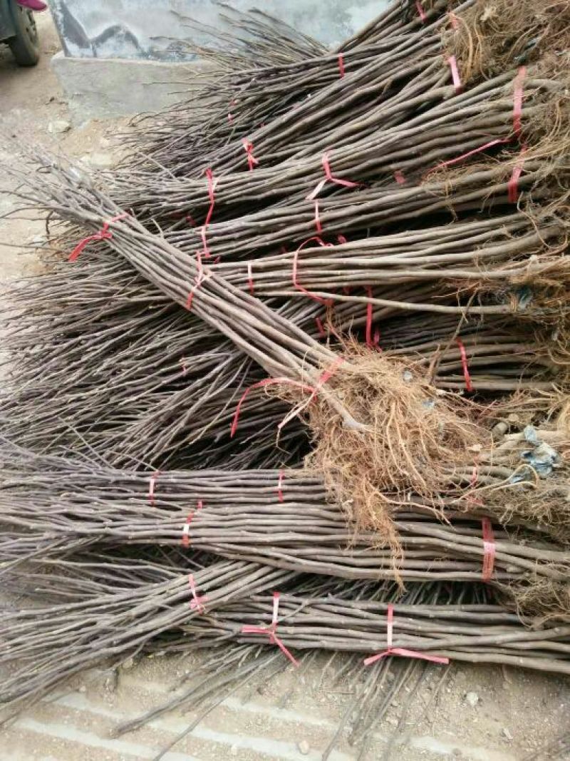 苗圃现挖无花果苗波姬红金奥芬布兰瑞克包纯免费指导