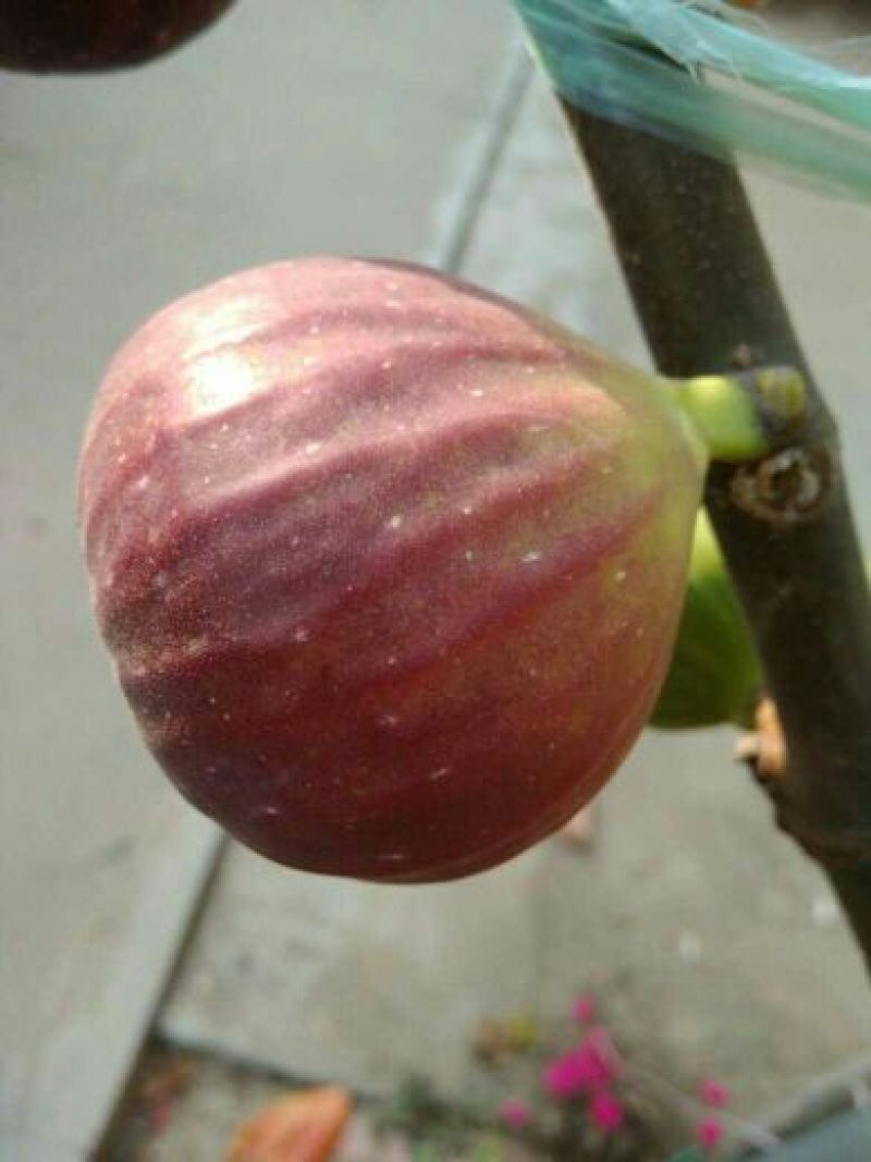 苗圃现挖无花果苗波姬红金奥芬布兰瑞克包纯免费指导