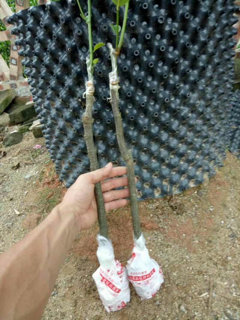 菠萝蜜苗稿接树