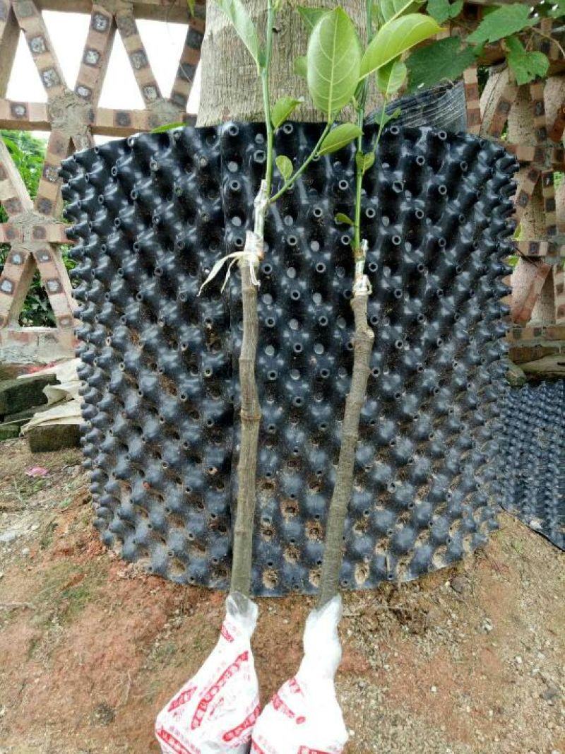 菠萝蜜苗稿接树