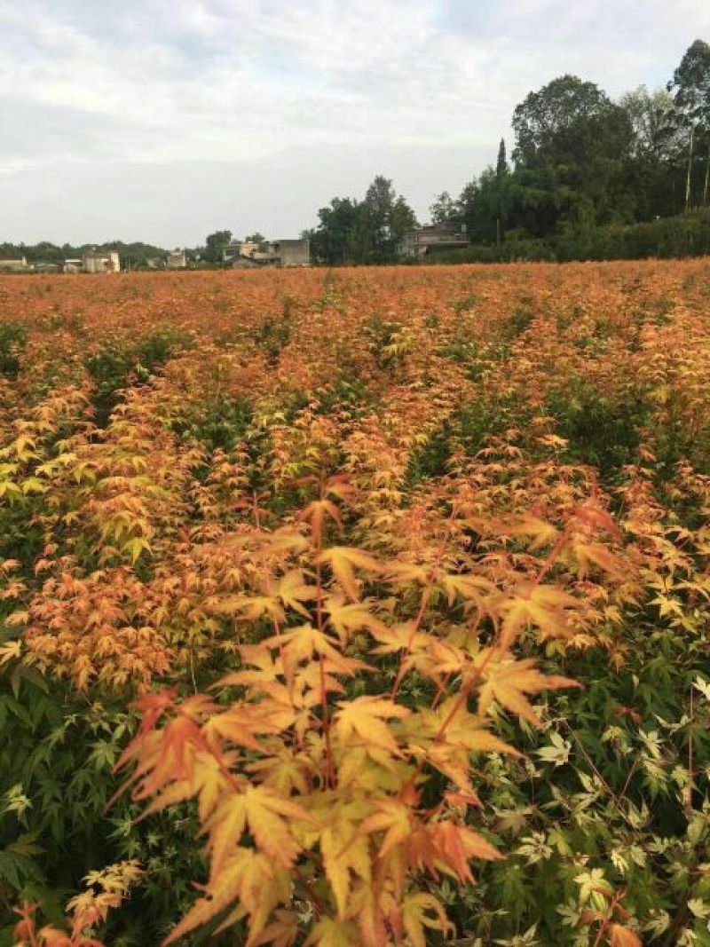 四川眉山大量出售黄金枫，现场视频，基地发货！