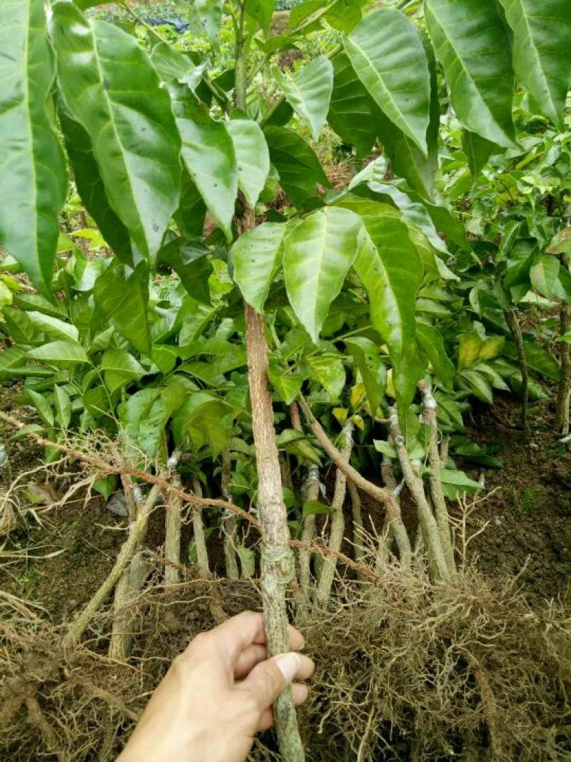 黄皮果苗30~50cmcm