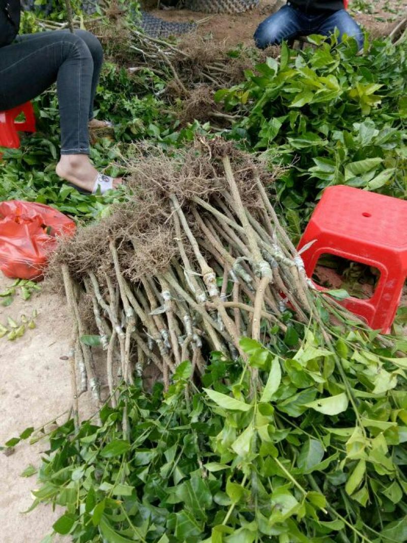 黄皮果苗30~50cmcm