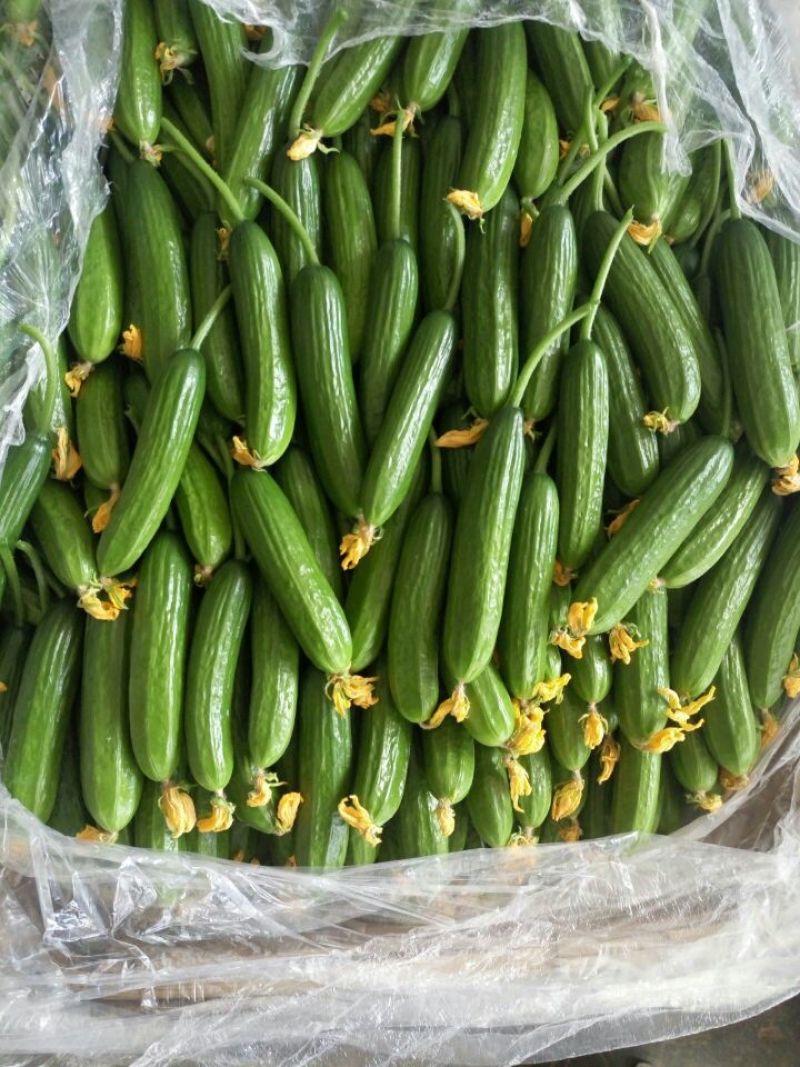 水果黄瓜荷兰瓜迷你黄瓜现采现发新鲜生吃一件代发
