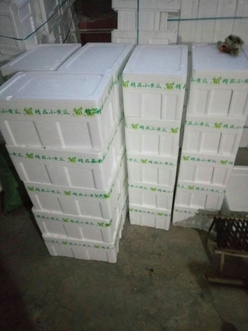 水果黄瓜荷兰瓜迷你黄瓜现采现发新鲜生吃一件代发