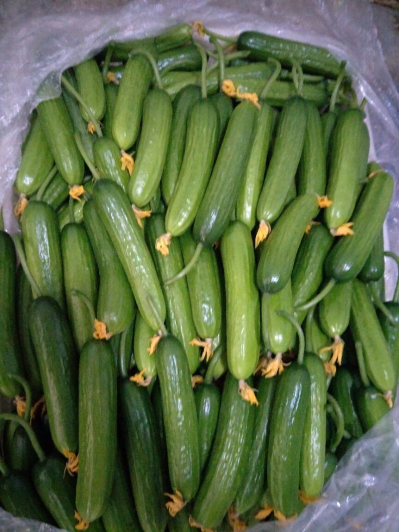 水果黄瓜荷兰瓜迷你黄瓜现采现发新鲜生吃一件代发