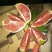 脐橙树苗30~50cm