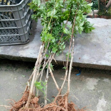 三华李树苗40~50cm