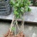 三华李树苗40~50cm