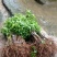 三华李树苗40~50cm