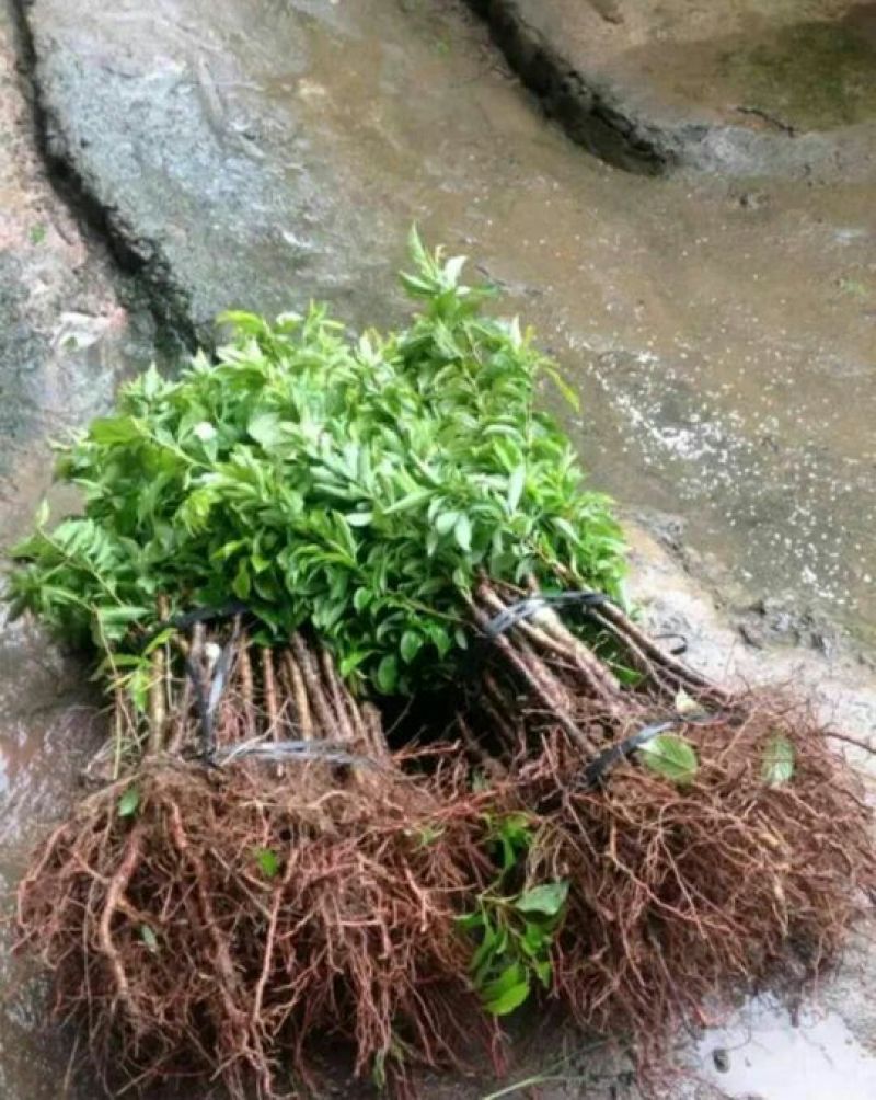 三华李树苗40~50cm