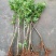 三华李树苗40~50cm