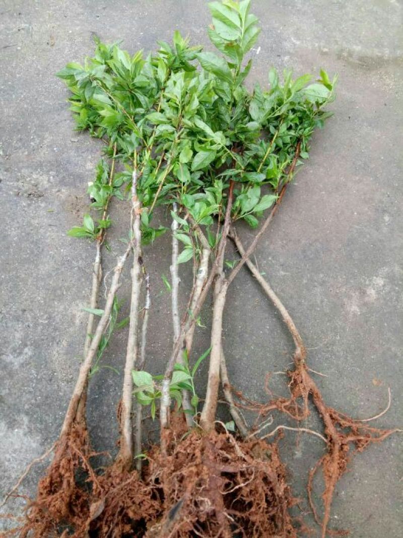 三华李树苗40~50cm