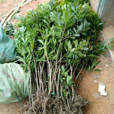 杨梅树苗1~250~100cm