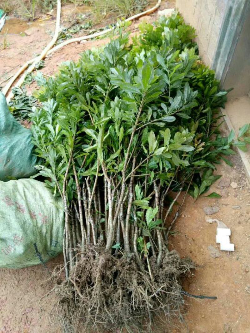 杨梅树苗1~250~100cm