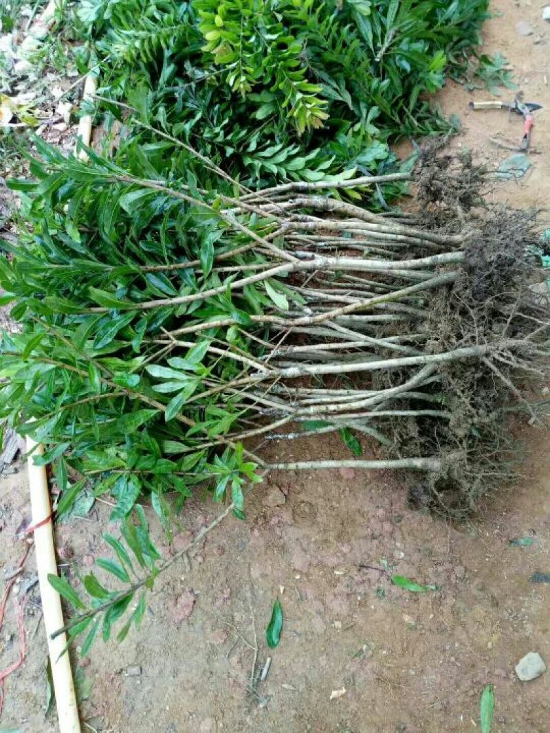 杨梅树苗1~250~100cm
