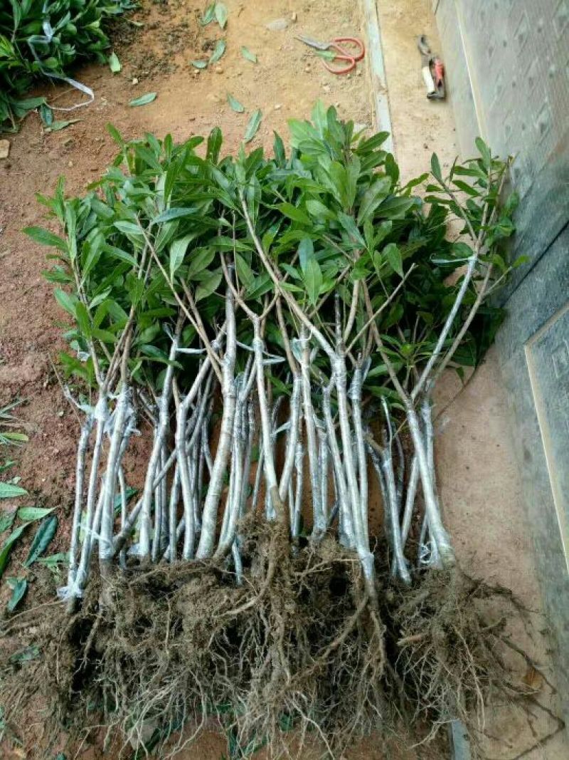 杨梅树苗1~250~100cm