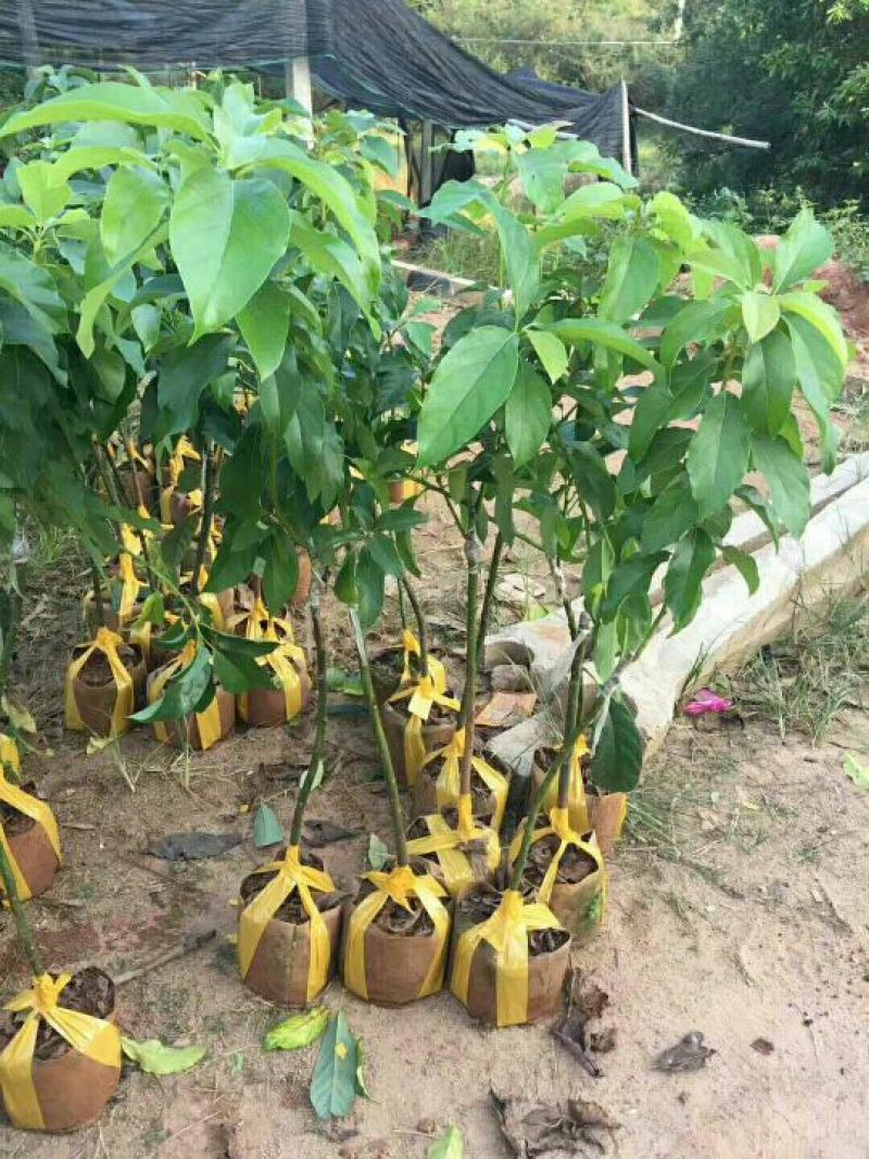 牛油果苗30~50cm