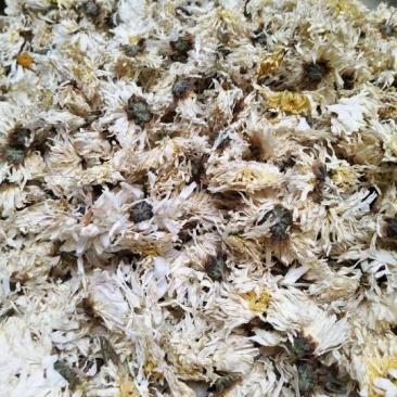 药用菊花散装