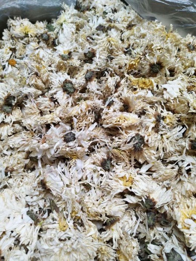 药用菊花散装