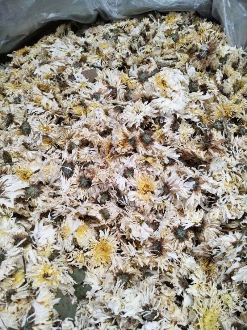 药用菊花散装
