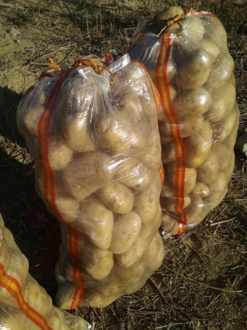 荷兰土豆:颜色个头薯型三优，质优价廉。