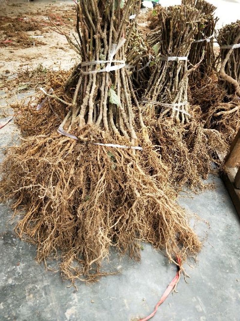 猕猴桃苗砧木实生苗猕猴桃野生猕猴桃原生苗
