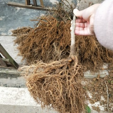 猕猴桃苗砧木实生苗猕猴桃野生猕猴桃原生苗