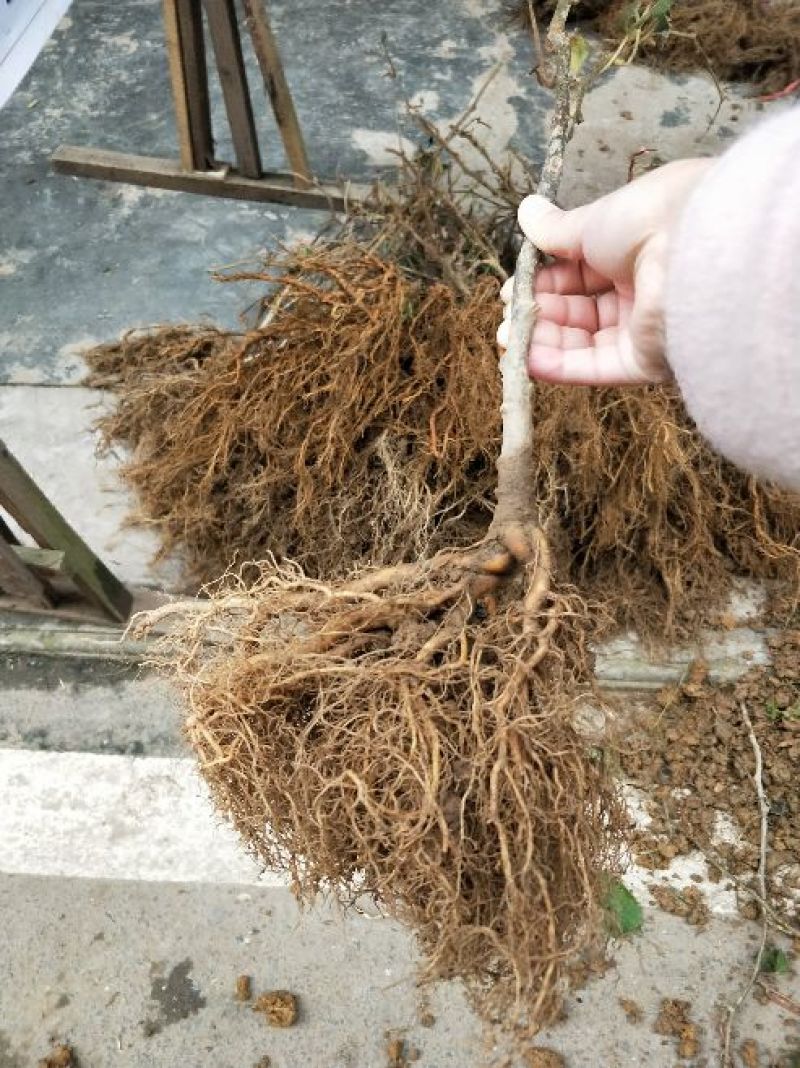 猕猴桃苗砧木实生苗猕猴桃野生猕猴桃原生苗