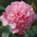 茶花30~50cm