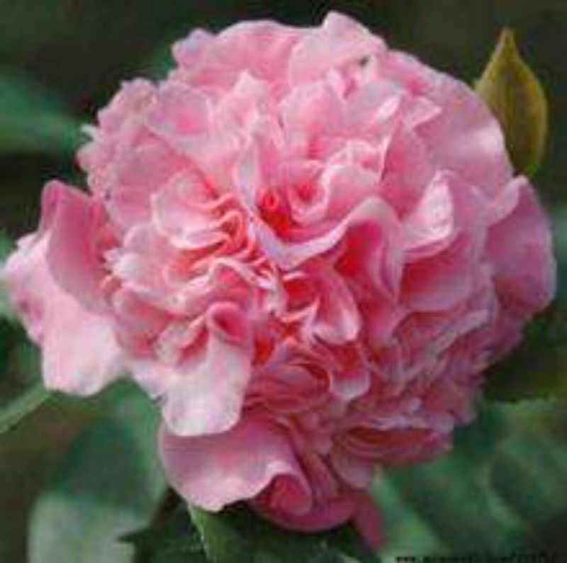 茶花30~50cm