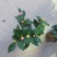 茶花30~50cm