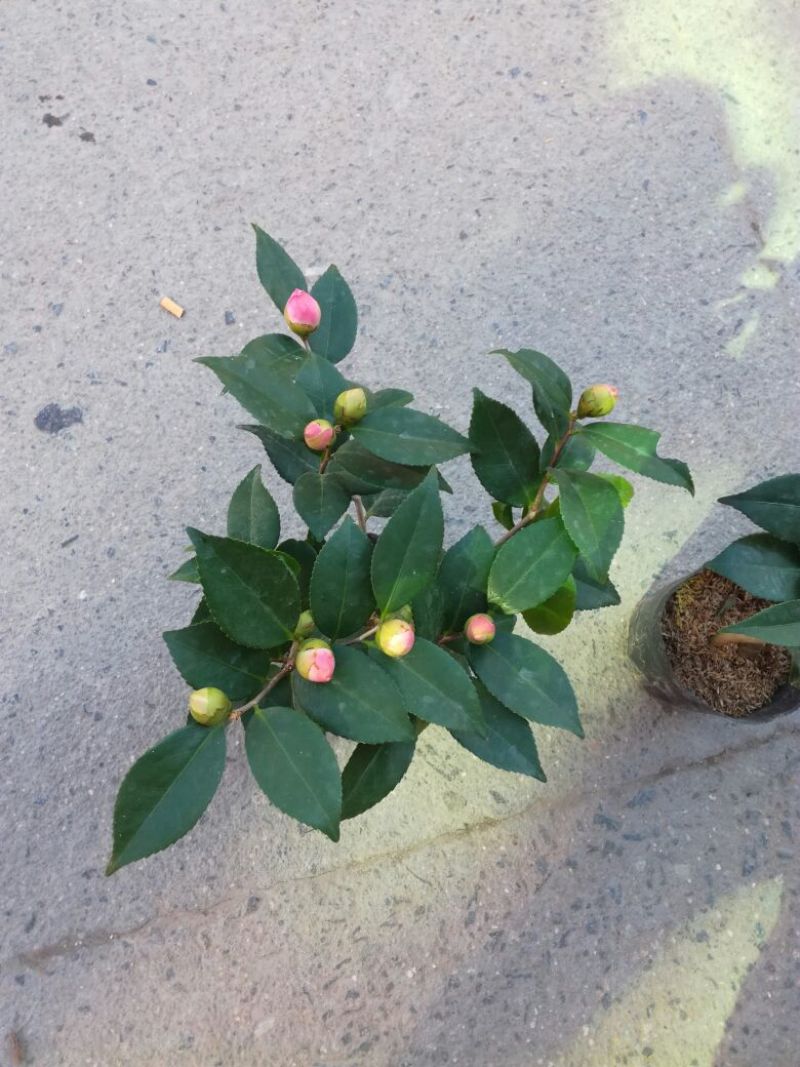茶花30~50cm