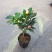 茶花30~50cm