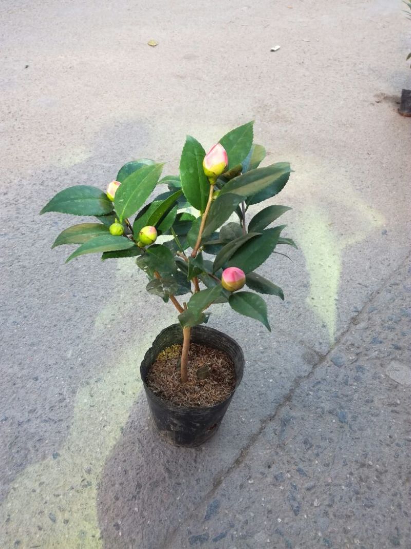 茶花30~50cm