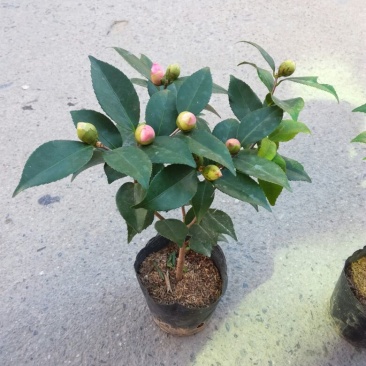 茶花30~50cm