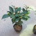 茶花30~50cm