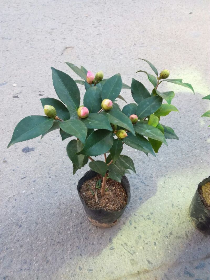 茶花30~50cm