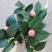 茶花30~50cm