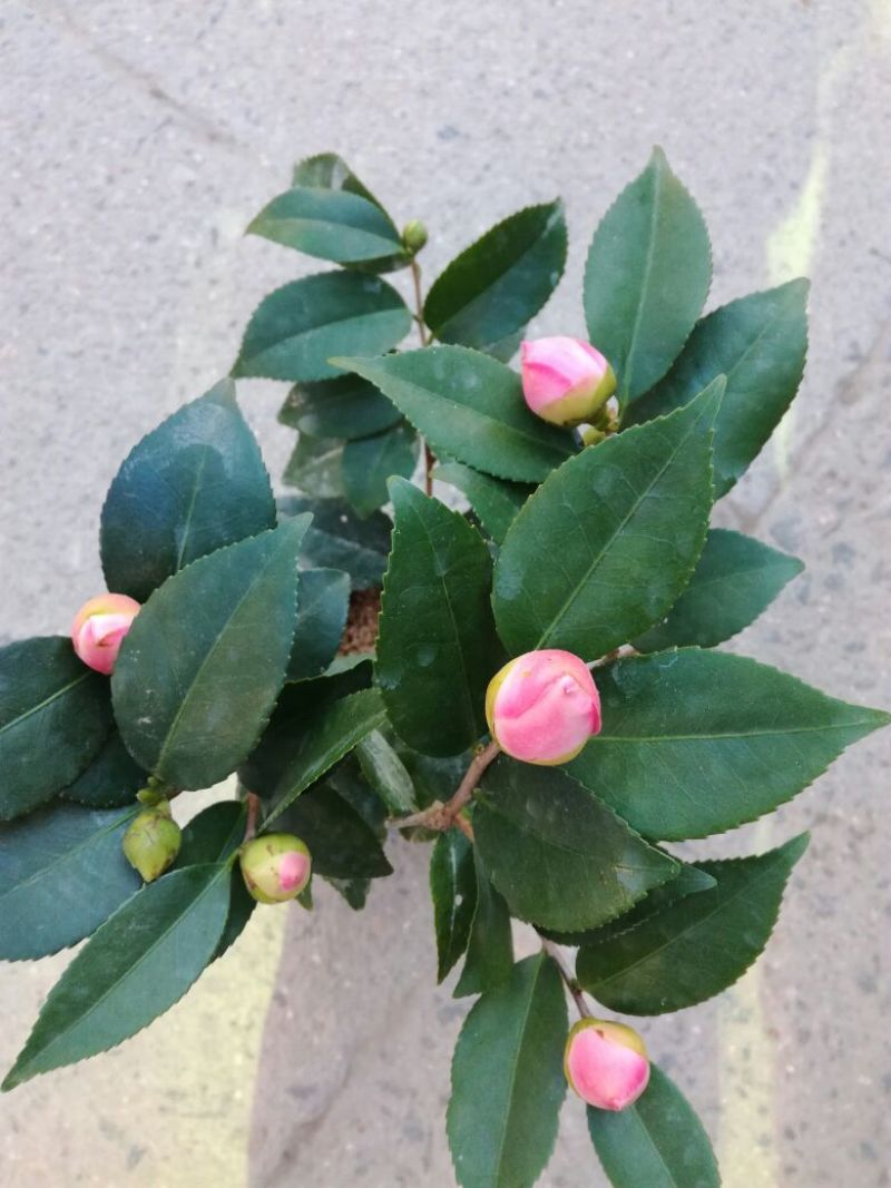 茶花30~50cm